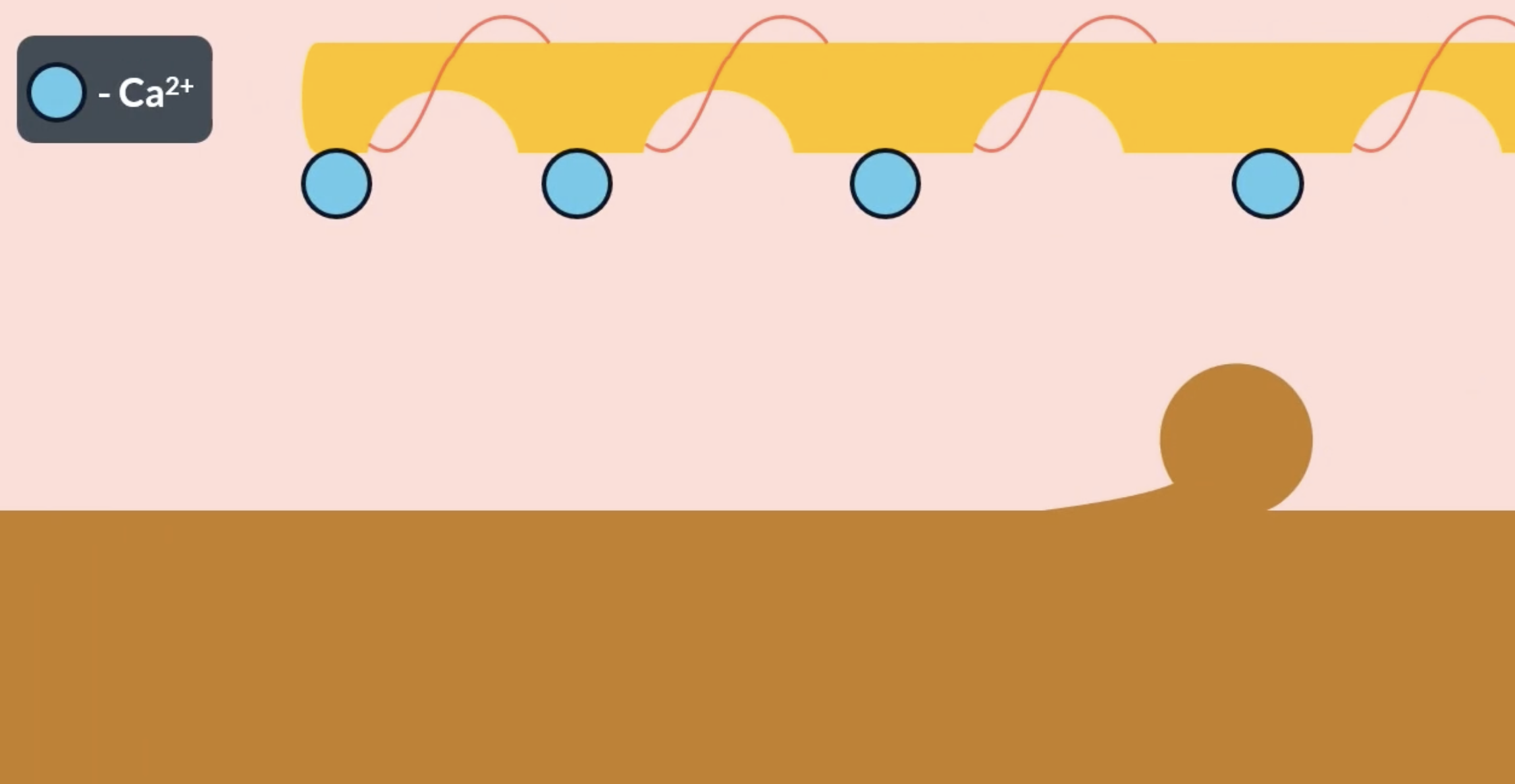 <p>tropomyosin and calcium ions </p>