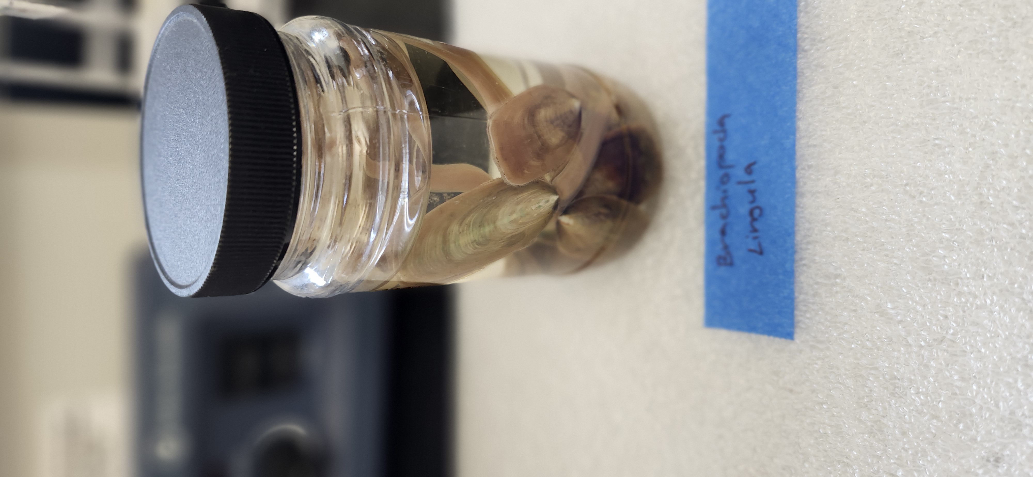 <p>What is the phylum and genus of the organism?</p>
