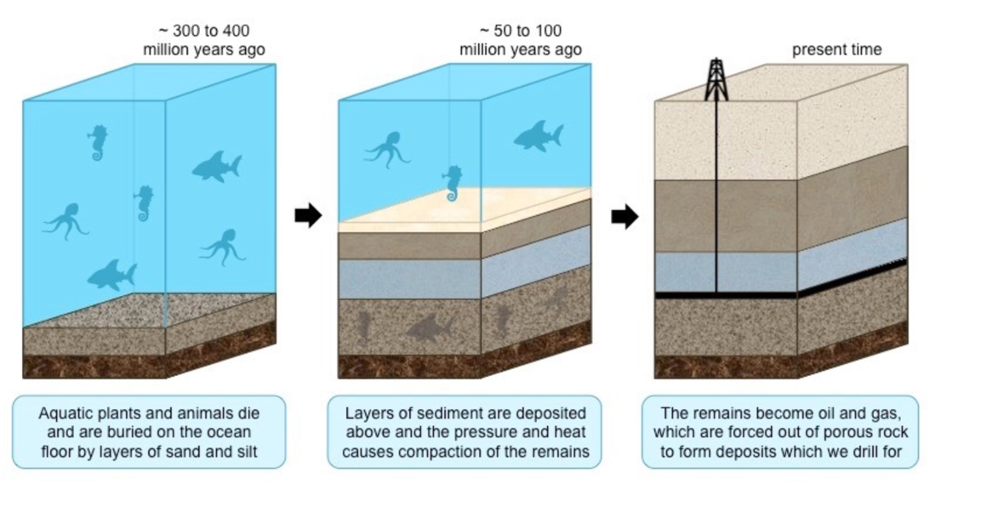<ul><li><p>occurs<span style="font-family: "Times New Roman"; line-height: normal; font-size: 7pt;"> </span>in ocean – not a terrestrial process</p></li></ul><ul><li><p><span style="line-height: 18.4px;">Tiny organisms – phytoplankton - autotrophic</span></p></li><li><p>aquatic plants and animals die and are buried on the ocean floor by layers of sand and silt</p></li><li><p>layers of sediment are deposited above and the pressure and heat causes compaction of the remains</p></li><li><p>the remains become oil and gas which are forced out of porous rock to form deposits which we drill for</p></li></ul><p></p>