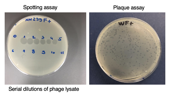 <ul><li><p>Spotting assay - Serial dilutions of phage lysate (fewer phage with increasing dilution)</p></li><li><p>Plague assay - Only single dilution on the lawn - count plaques to determine no. of phages</p></li></ul><p></p>