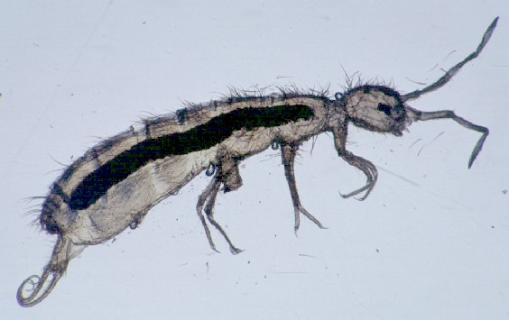 term image