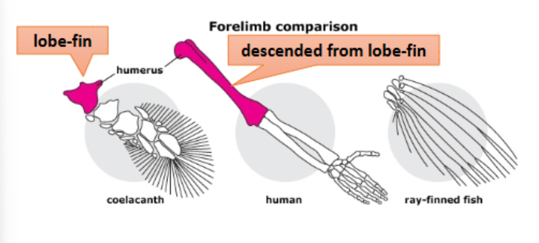<p>• thin fins supported by long, flexible rays are modified for maneuvering, defense etc.</p><p>• most diverse group of all vertebrates (almost all living bony fish ).</p>