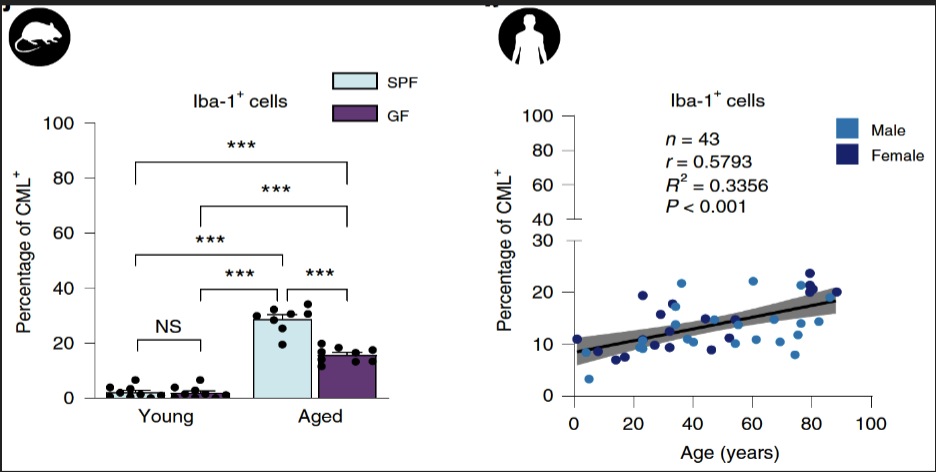 <p>a type of neuroglia (glial cell) located throughout the brain and spinal cord (10-15% of cells). The resident macrophage cells, the first and main form of active immune defence in the CNS;</p>