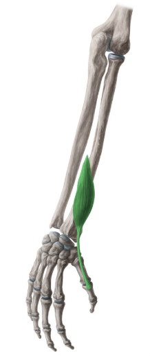 <p>extensor pollicis brevis</p>