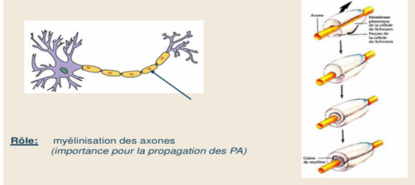 <p><strong>Névroglie périphérique</strong> : situé ds le SNP </p><p>Ici c un seul type de cellule: les cellules de <mark data-color="#fce70f" style="background-color: rgb(252, 231, 15); color: inherit;">Schwann</mark></p>