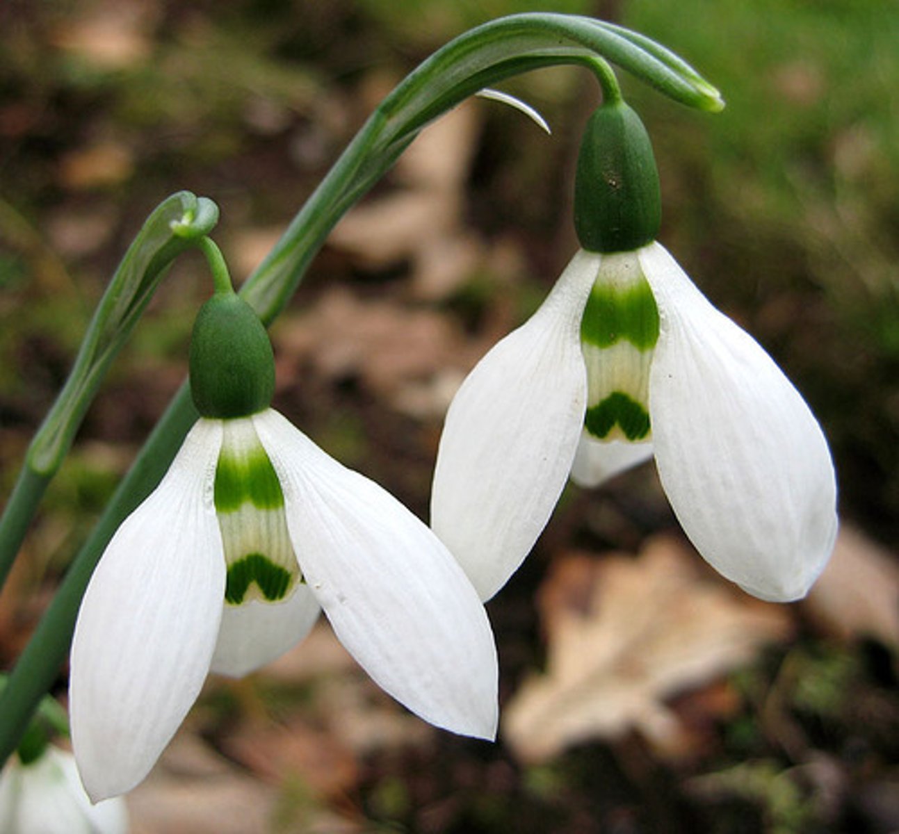 <p>un perce-neige</p>