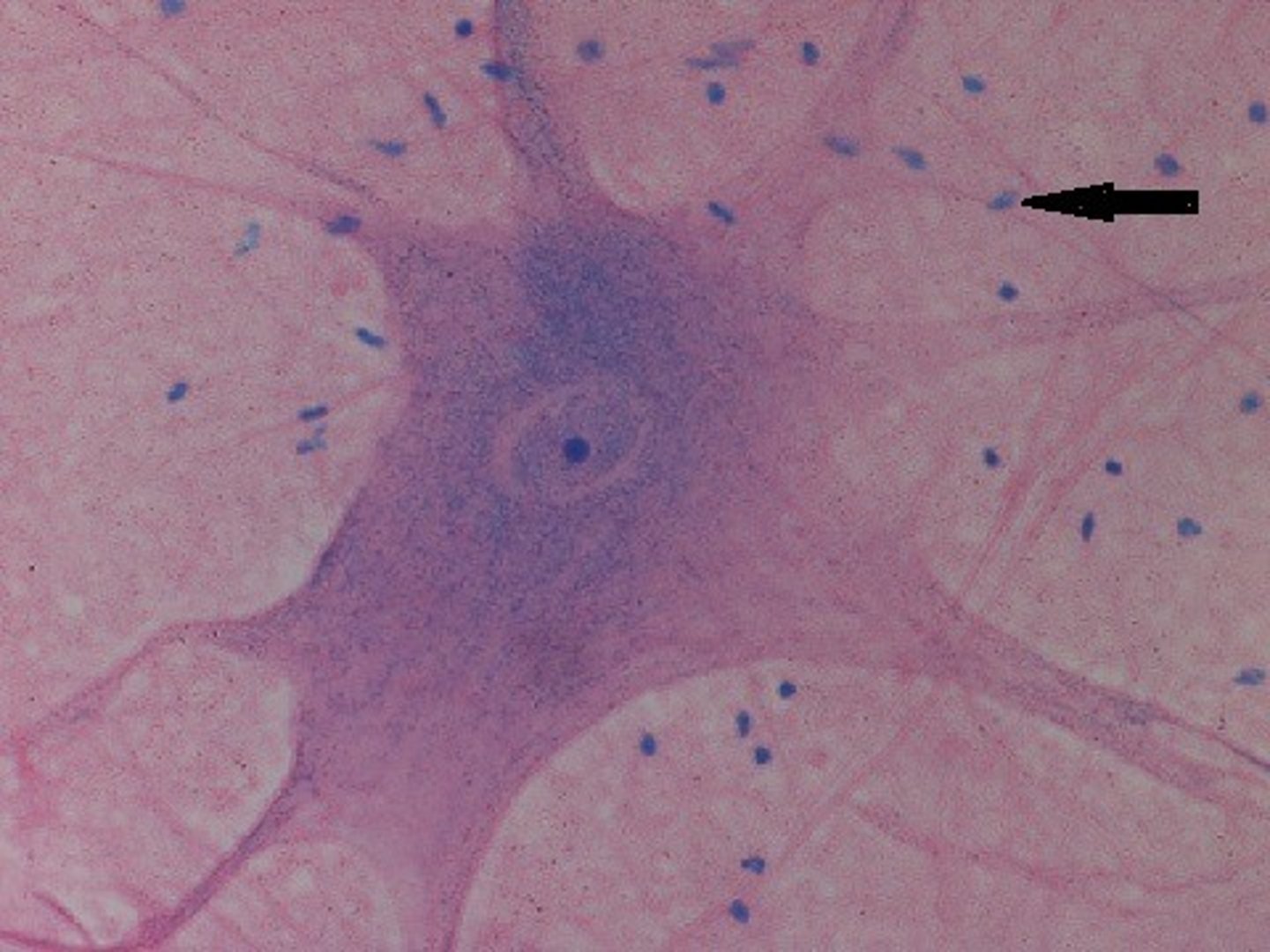 <p>type of cell?</p>