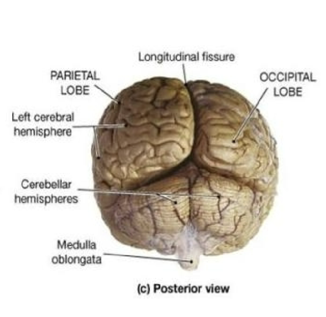 <p>separates left and right cerebral hemispheres</p><p>extends along the midsagittal plane</p><p>falx cerebri is found here</p>