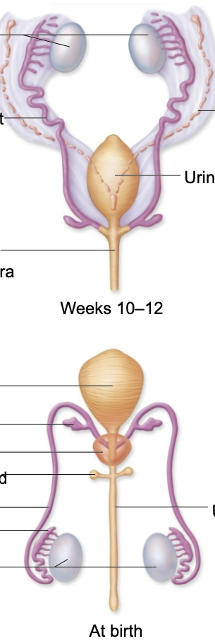 <p>Internal Male Development</p>