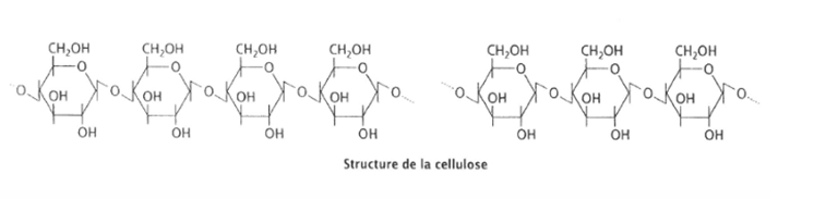 <p>Polysaccharide NON RAMIFIE <span style="font-family: Calibri, "sans-serif"; line-height: 115%;">constitué de résidus de <strong>glucose reliés par des liaisons β(1→4)</strong></span></p><p>représente environ 50% du carbone présent dans le monde végétale: principale substance de soutient des végétaux</p><p>insoluble: bcp de liaison H</p><p>son enzyme: cellulase </p><p>absente chez l’humain: pas digérée par l‘homme</p><p>présente chez les ruminant</p>