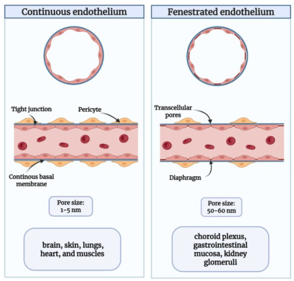 <p>fenestrated glomerular endothelium allows filtrate from plasma to enter the glomerular capsule while ensuring RBCs stay in the blood vessel</p>