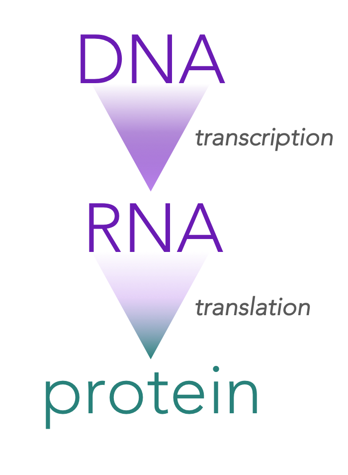 <p>DNA to RNA to PROTEIN</p>