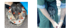 <p>Heel - quatre - toe - toe- quatre - across heel - frog:heel - frog:heel</p><p>Assess for flinch/pain response and repeat;. Compare to other hoof.</p>
