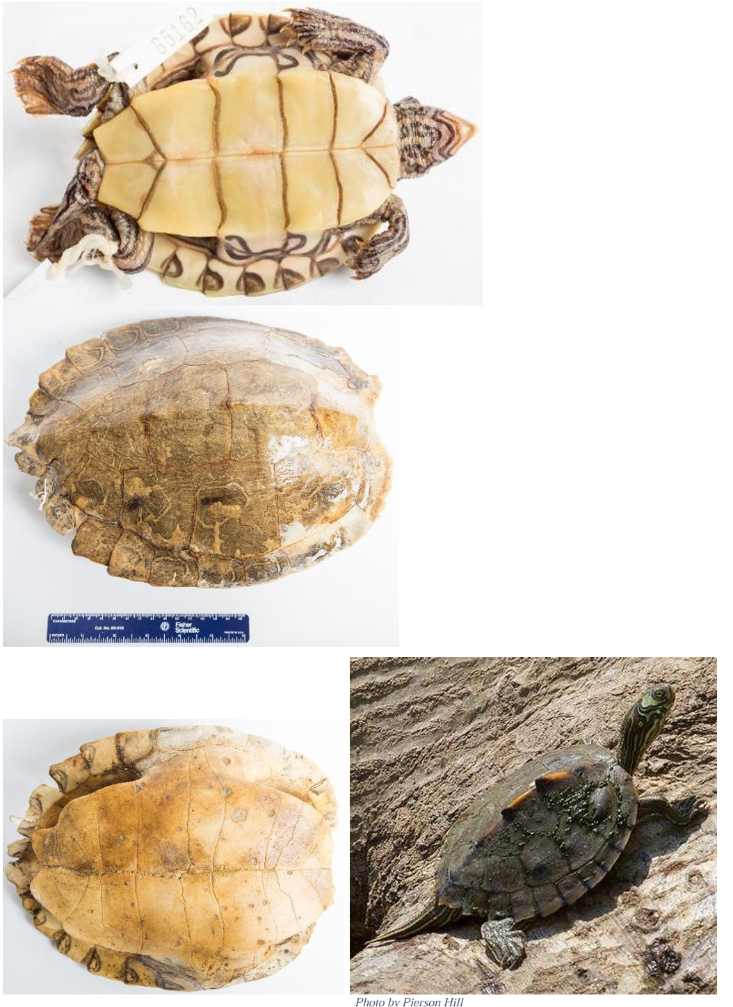 <p>Order: Chelonia (Testudines)</p><p>Suborder: Cryptodira</p>