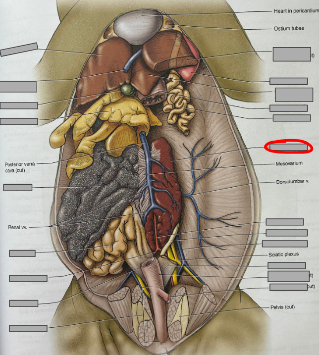 <p>What part of the organism is this?</p>