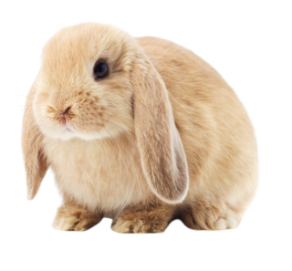 <ul><li><p>Meat type</p></li><li><p>Netherlands</p></li><li><p>Distinctive drooping ears that hang down on each side of their head, sometimes even reaching the ground</p></li></ul><p></p>