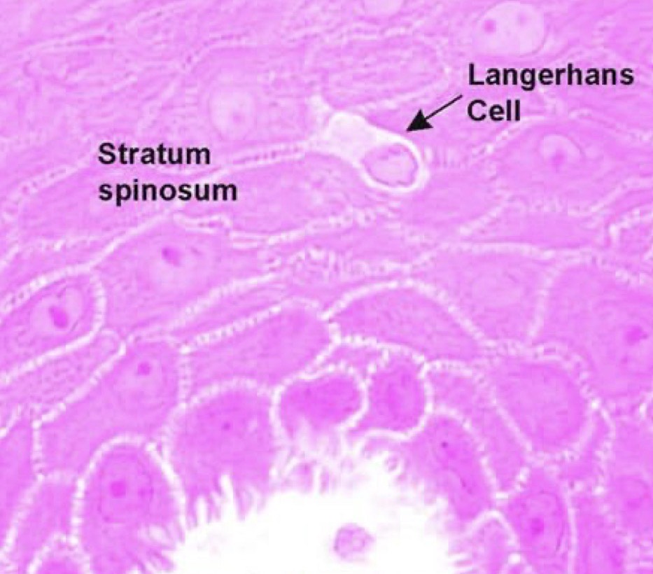 <p>Features of Langerhans cells</p>
