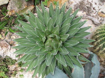 <p>What is this? This could cause type ____ allergies via ____</p>