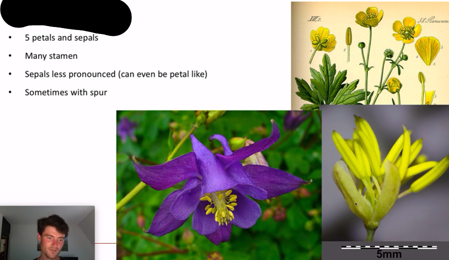 <p>what family is this?</p>