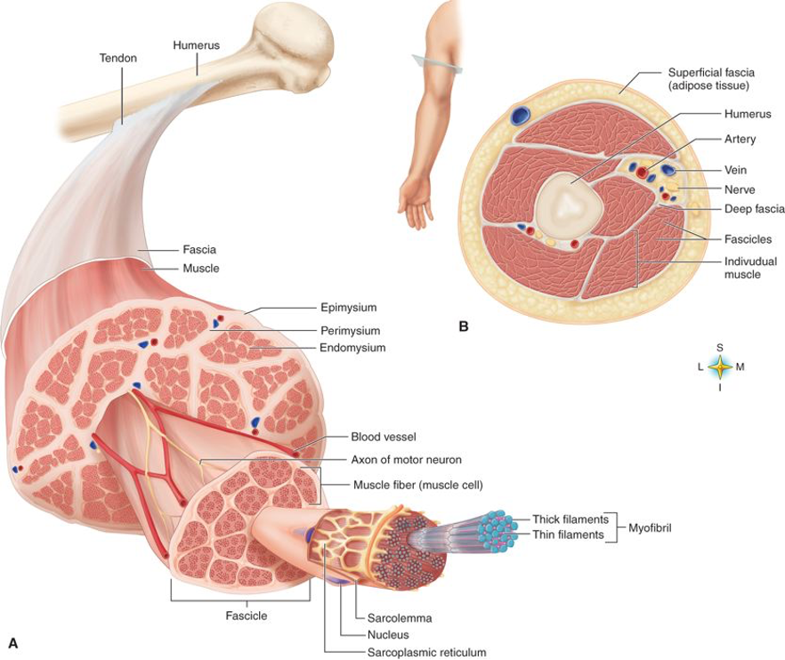 <p>endomysium covers </p>