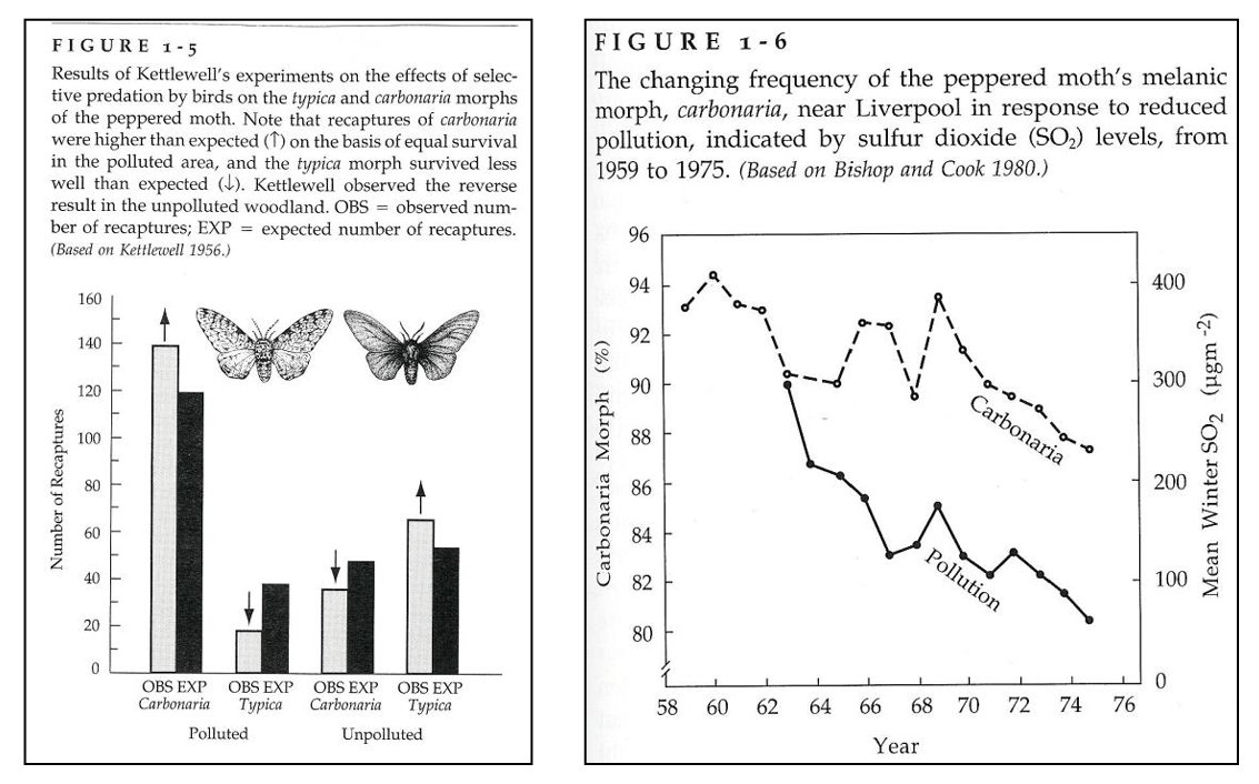 <p>Biston betularia is the peppered moth that lived in England. It is mostly white with a few black dots. During the industrial revolution pollution turned many trees black with soot and it was observed that a small number of moths were melanic - virtually all black. This new color morph was termed Biston betularia carbonaria and the white form renamed Biston belularia typica. </p><p>Within a short time the melanic form increased in frequency and became the most common color morph due to selection. The mechanism appears to be that birds were better able to prey on individuals that had a color pattern that did not match the trees. An experiment performed by Kettlewell confirmed this - he released both morphs in areas that were polluted and non-polluted and recaptured more of the matching color morph than the contrasting morph in each area (left hand figure below). </p><p>Eventually England passed pollution control laws and the trees became white again and consequently the carbonaria morph started to decrease in frequency and the typica became more common again (right hand figure below), illustrating evolution in both directions correlated with the environmental change. </p><p>This example nicely shows how we can directly observe natural selection in the wild over short time scales. Since evolution occurs over short time scales there is no reason to expect that it doesn't occur over longer time scales and due to the compounding nature of evolutionary change this causes us to have confidence that longer periods of time would allow for considerable evolution to occur - even more than color changes in less than a hundred years ... entirely new body anatomies and species over millions of years.</p>