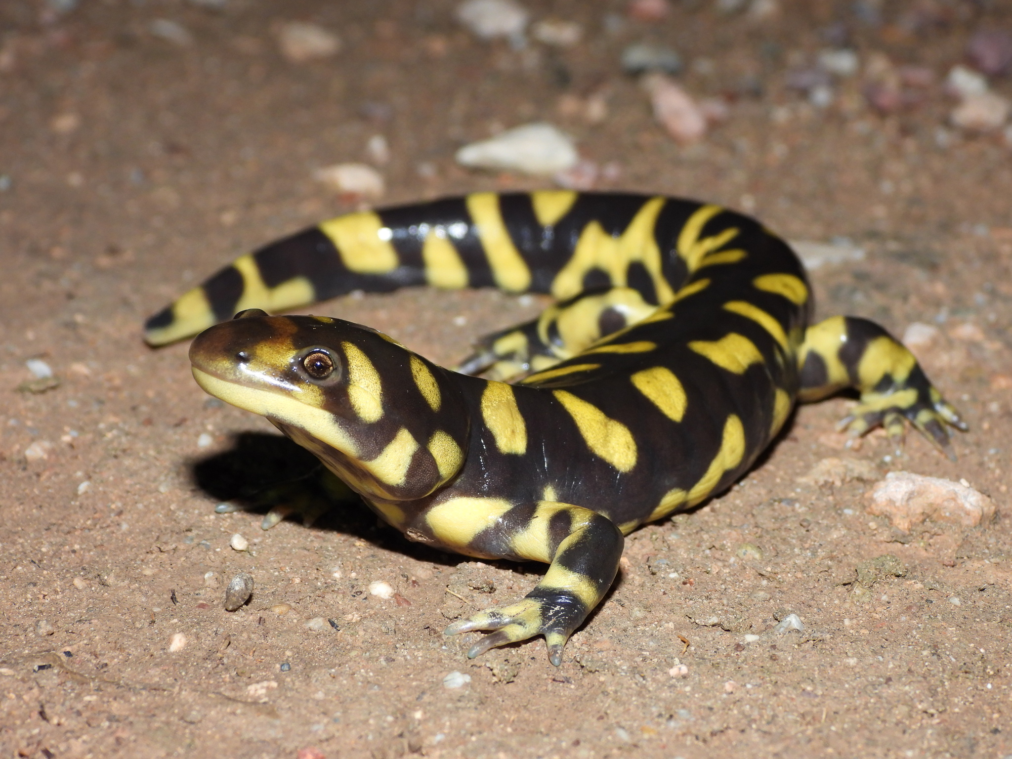 <p>Ambystomatidae<br>Ambystoma mavortium<br>Western Tiger Salamander</p>