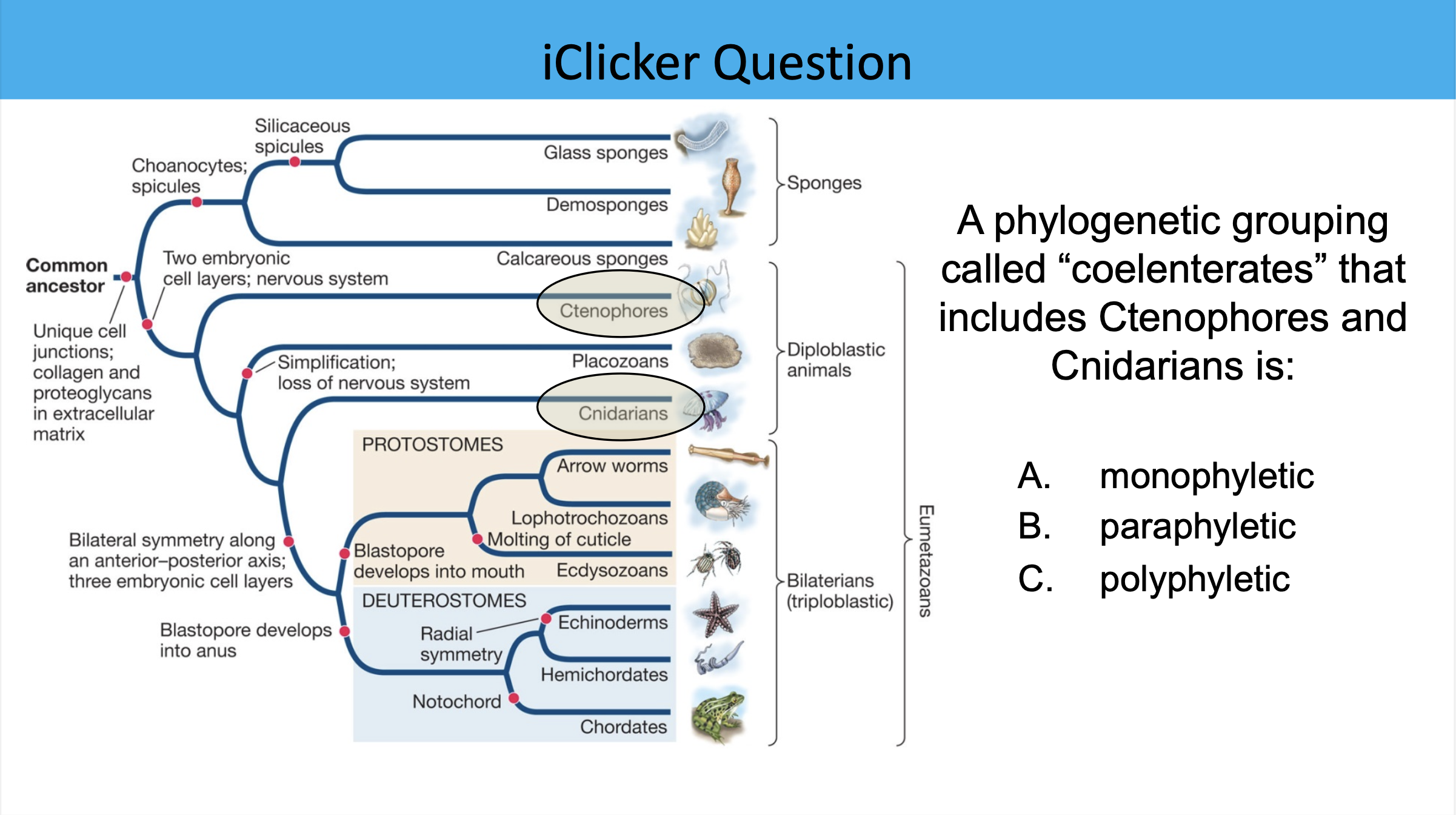 <p>A phylogenetic grouping called “coelenterates” that includes Ctenophores and Cnidarians is:</p>