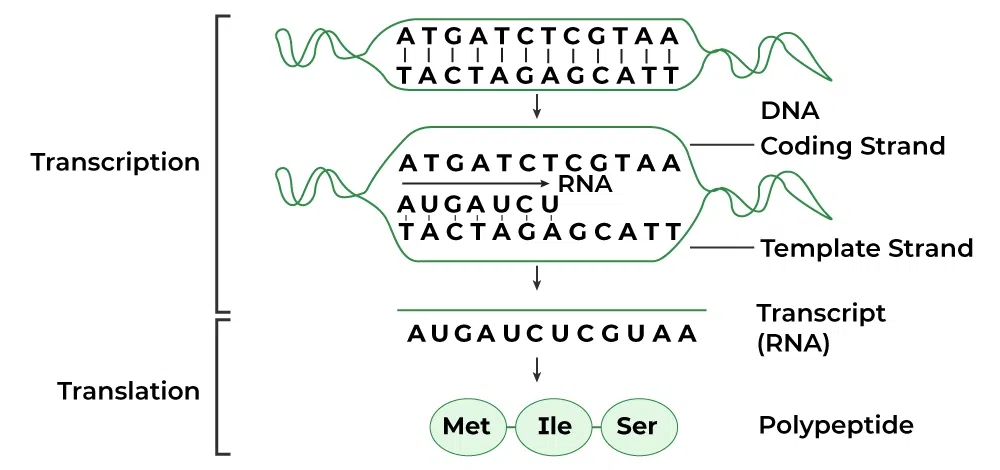 <p>the DNA strand that RNA polymerase reads 3’ → 5’ to make a complementary RNA strand</p>