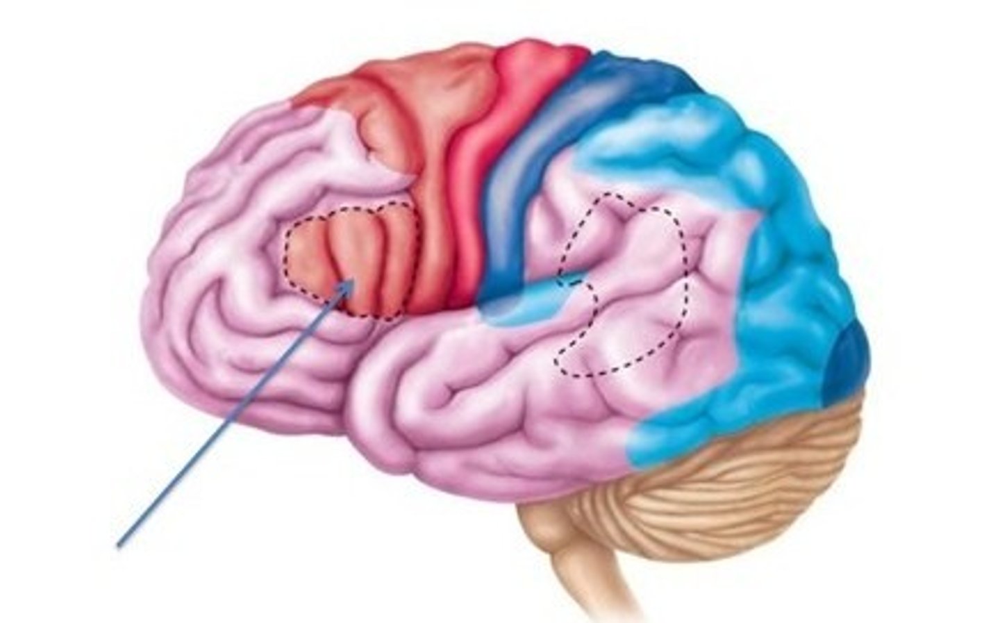<p>Located superior to the lateral sulcus and anterior to the primary motor cortex, usually in the left hemisphere; initiates impulses that result in speech. (Motor area)</p>