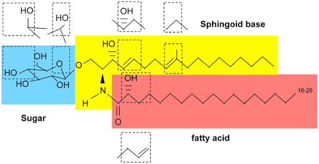 <p>membrane lipids made of a carbohydrate chain attached to a ceramide backbone.</p>