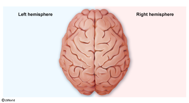 <p><span>Give two examples of specialized processes or skills carried out by each brain hemisphere below.</span></p>