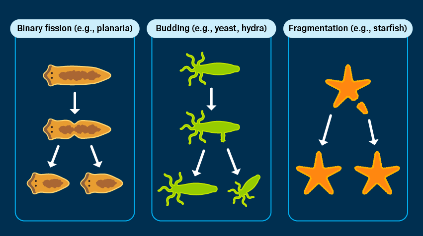 <p>asexual reproduction</p>