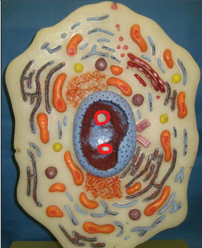 <p>Nucleolus</p>