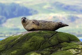 <p>Harbor seal</p>