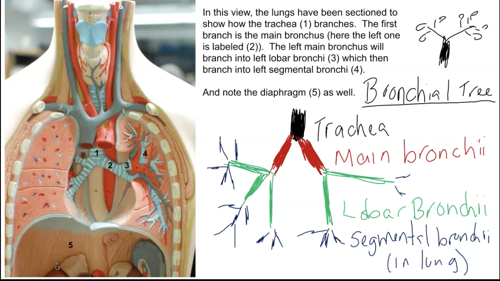 <p>Trachea > main bronchus > lobar bronchi > segmental bronchi</p><ul><li><p>Trunk: Trachea. </p></li><li><p>This branches into two parts left &amp; right main bronchus, which carry air to each lung.</p></li><li><p>These split into left &amp; right lobar bronchi which carry each to each lobe of the lung. The left only has superior &amp; inferior lobar bronchi, while the right has superior, middle, and inferior lobar bronchi.</p></li><li><p>These split into left &amp; right segmental bronchi which carry air deep within the lung.</p></li></ul><p></p>