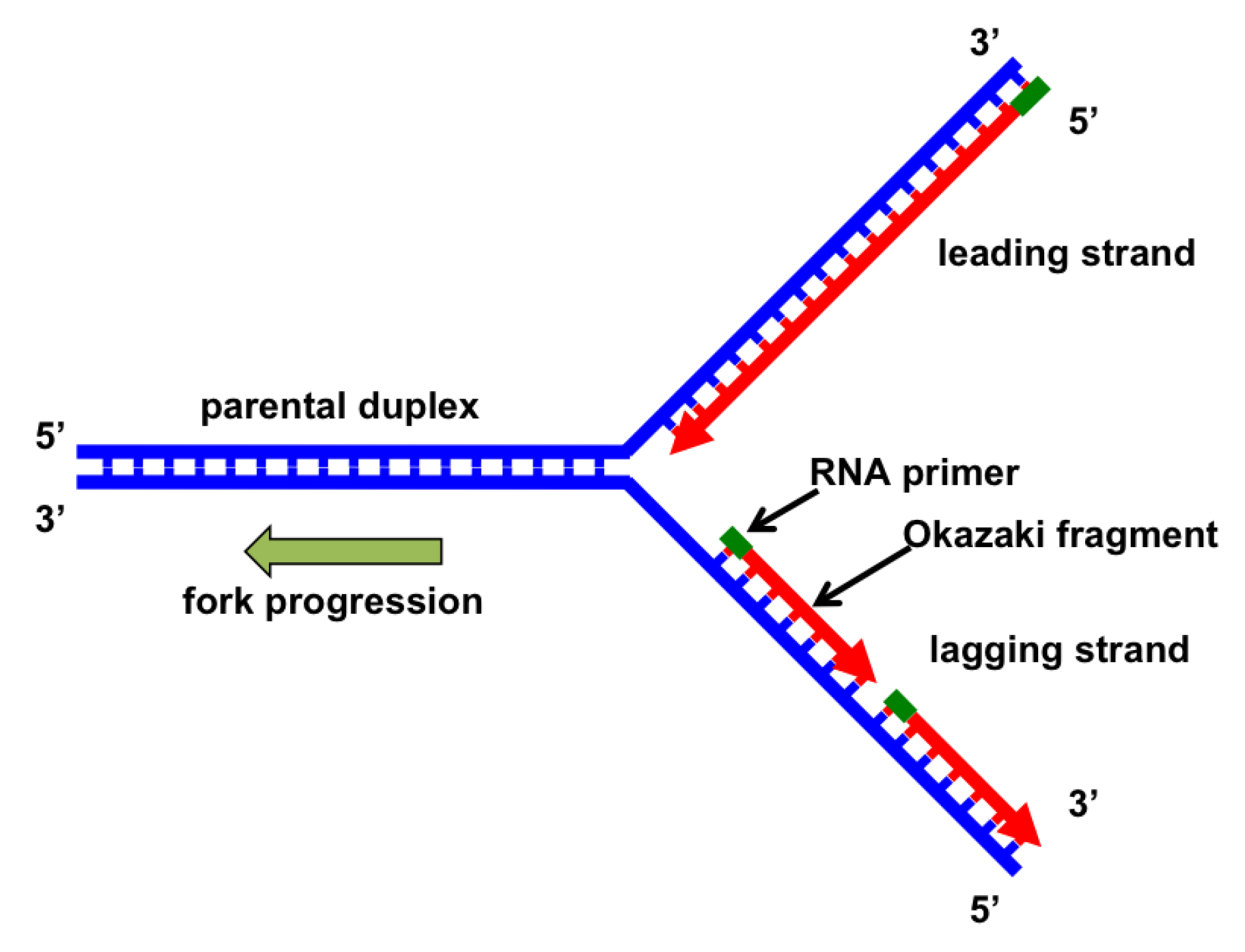 <p>formed where replication begins and proceeds bidirectionally, away from the origin </p><p>unwind DNA and copy both strands </p>