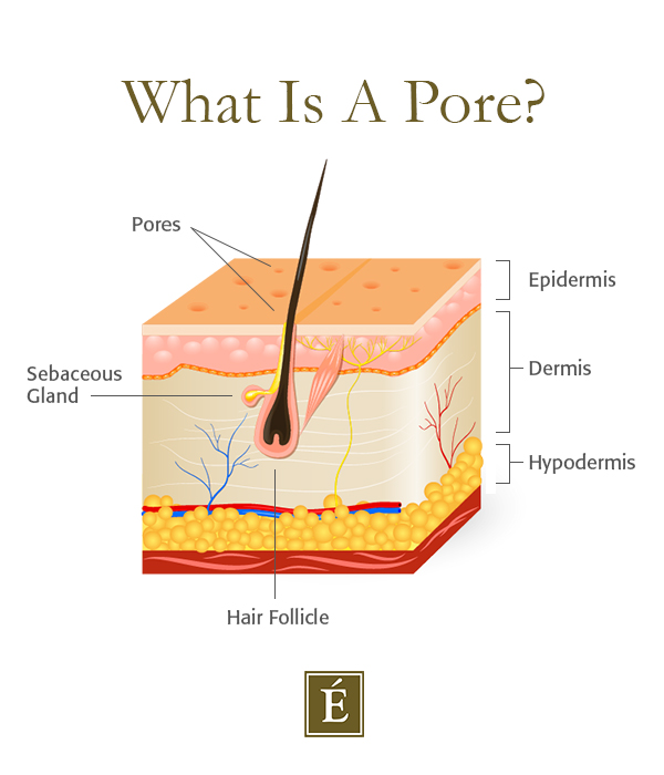 <p><span><strong>a very </strong></span>small<span><strong> </strong></span>hole<span><strong> in the </strong></span>skin<span><strong> of </strong></span>people<span><strong> or other </strong></span>animals<span><strong>, or a </strong></span>similar<span><strong> </strong></span>hole<span><strong> on the </strong></span>surface<span><strong> of </strong></span>plants<span><strong> or </strong></span>rocks<span><strong>: </strong></span></p>