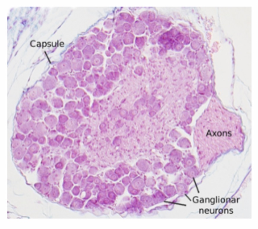<p>Spinal Cord Ganglia : Ganglionar Neuron : Function : Carries sensory impulses from receptors to the central nervous system.</p>
