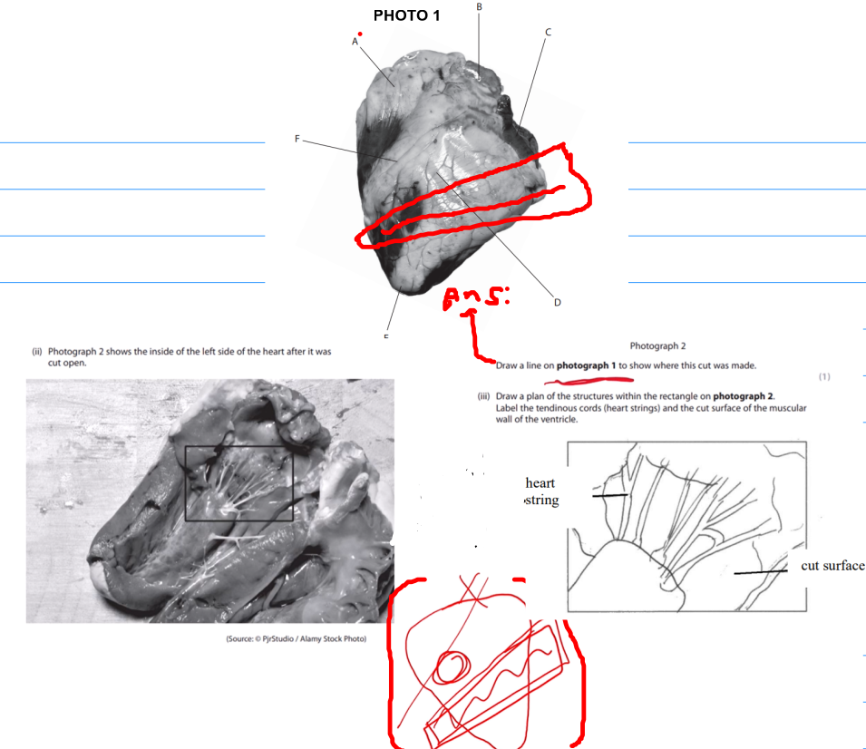 <p>NOTE: “<strong>plan of the structures</strong>” literally means to <strong><u>draw the same thing from boxed part of photo but like zoomed in</u></strong><br><br>(also for labelling don’t draw arrows, just line is fine)</p>