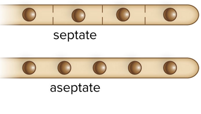 <p>cross walls that separate hyphae into chains of cells in fungi</p><ul><li><p>these sorts of hyphae are septate </p></li><li><p>xxx have <span>pores to allow cytoplasm to pass from cell to cell</span></p></li><li><p><span>non septate fungi have no cross walls and hyphae are multinucleated </span></p></li></ul><p></p>