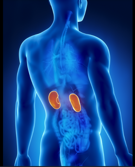 <p>Back of body, controls fluid/electrolytes in body. Kidneys on either side of spine; gate in middle of back OR for Wind Gates - Left and Right of Naval</p>