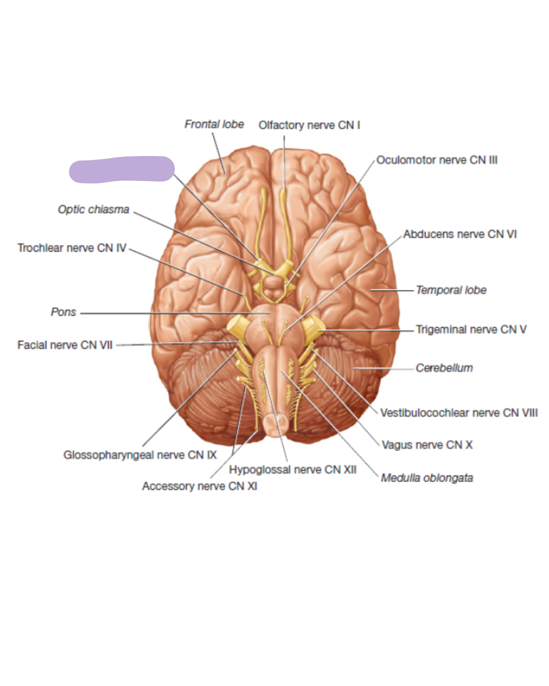 <p>where is the CN II Optic Nerve located </p>