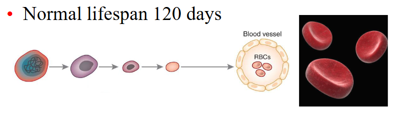 <p>- Generated in bone marrow (erythropoiesis)</p><p>- Small flexible cells of biconcave disc shape</p><p>- Red cell membrane: lipid and proteins</p><p>- Carry haemoglobin (Hb) to tissues</p><p>- Require iron, folate, vitamin B12, EPO</p><p>- Normal lifespan 120 days</p>