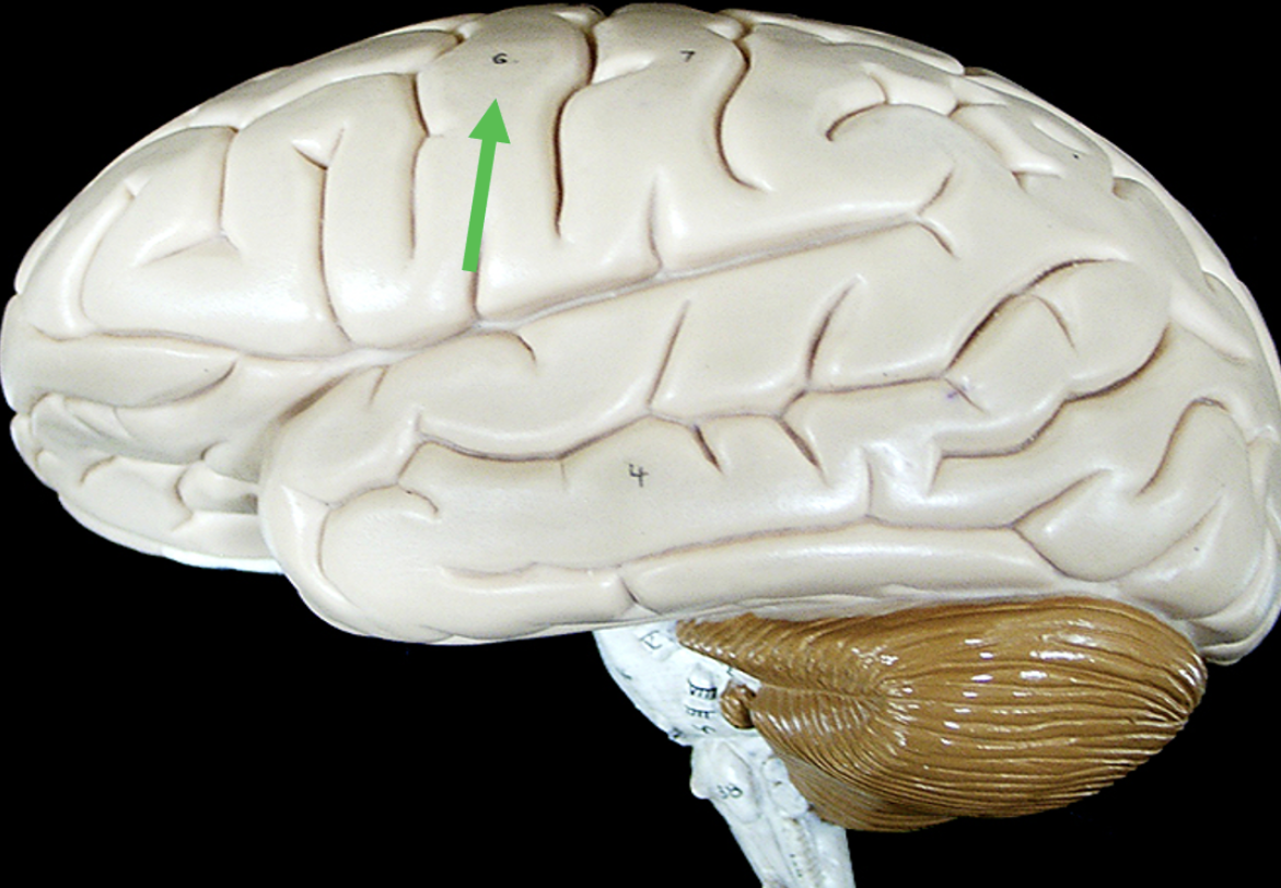 <p><span>Identify the area on the brain indicated by the pointer.</span></p>