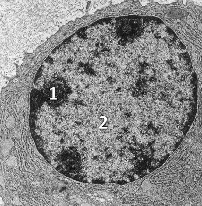 <p>¿Que parte de la estructura nuclear marca 1 y 2?</p>