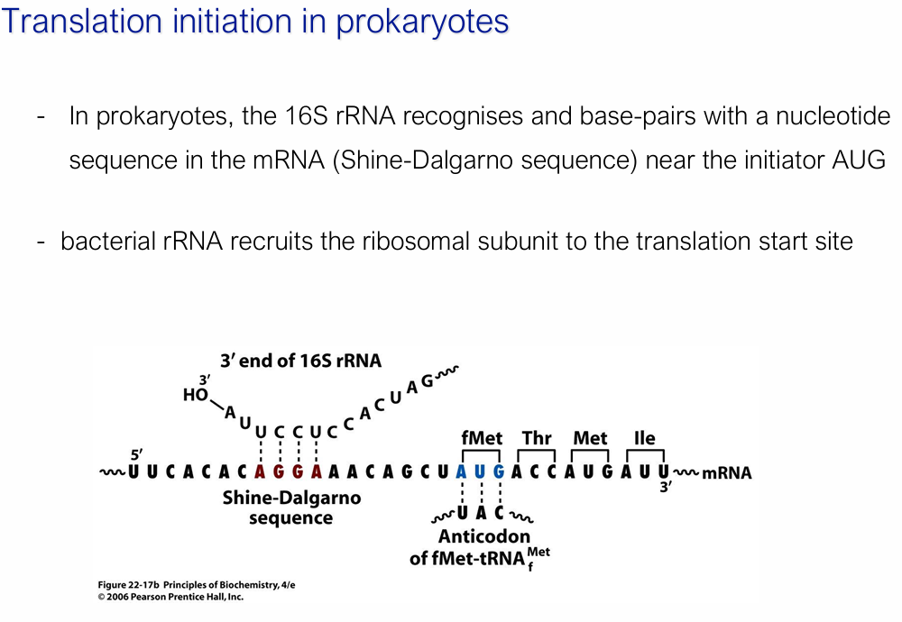 <ul><li><p>16S rRNA base-pairs with the <strong>Shine-Dalgarno sequence = AGGA </strong>(purine-rich, upstream of AUG)</p></li><li><p>Bacterial rRNA recruits the ribosomal subunit to the translation start site</p></li></ul><p></p><ul><li><p>Start amino acid: <strong>fMet</strong> (formyl-methionine)</p></li><li><p>Initiation factors: IF1, IF2, IF3</p></li></ul><p></p><ul><li><p><strong>IF-1:</strong> helps in the binding of the ribosome to the mRNA.</p></li><li><p><strong>IF-2:</strong> is responsible for the recruitment of the initiator tRNA.</p></li><li><p><span><strong>IF-3:</strong> prevents the premature association of the ribosomal subunits</span></p></li></ul><p></p><p>==> IFs essential for forming the initiation complex</p><p></p><p></p>