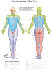 <p>Area of skin supplied by a single spinal nerve</p>