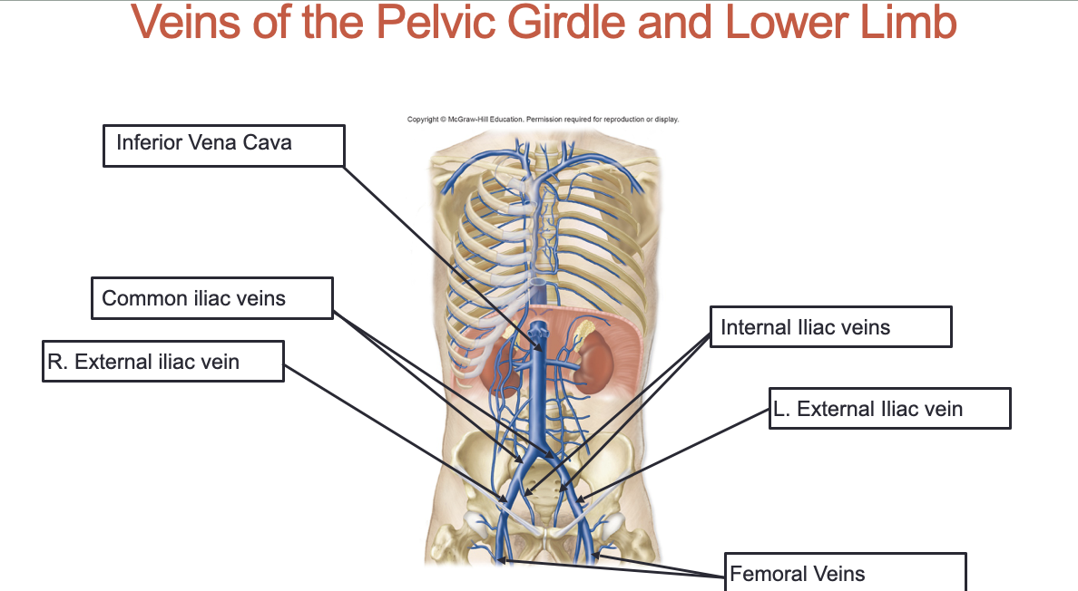 <ol><li><p>Inferior Vena Cava</p></li><li><p>Common Iliac Veins</p></li><li><p>Right external iliac vein</p></li><li><p>Internal Iliac veins</p></li><li><p>Left external iliac vein</p></li><li><p>Femoral Veins</p></li></ol><p></p>