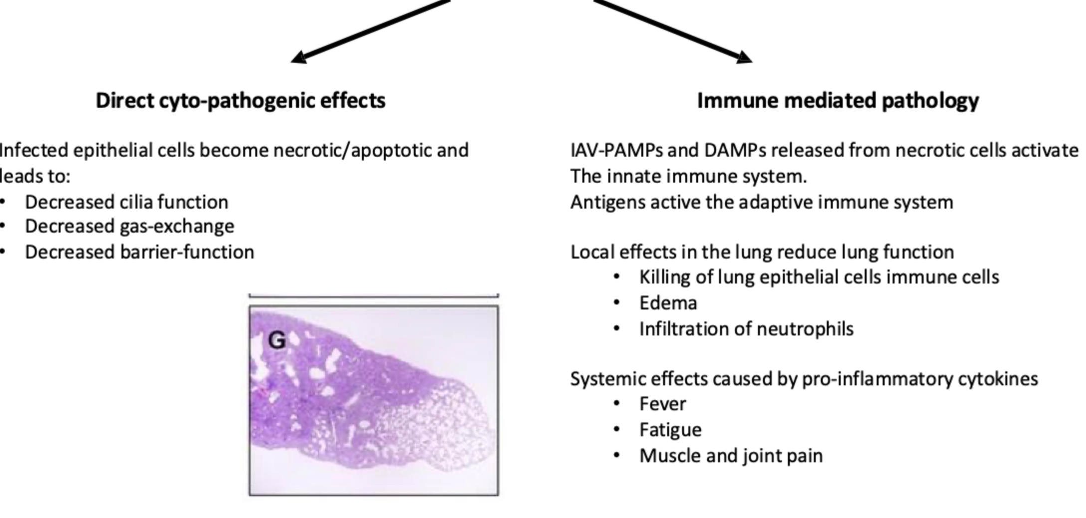 <p>To hovedmekanismer:</p><p><strong>Direkte cytopatisk effekt:</strong> infektion og død af respiratoriske epitelceller → nedsat ciliefunktion, barrierefunktion og evt. gasudveksling.</p><p><strong>Immunmedieret skade:</strong> PAMPs/DAMPs aktiverer immunforsvaret → inflammation, neutrofile, ødem og yderligere vævsskade.</p>