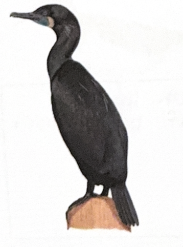 <p>Family Phalacrocoracidae</p>